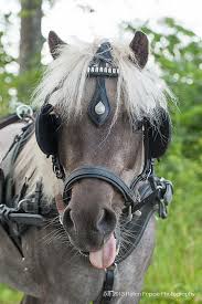 Check spelling or type a new query. Mini Horse Mini Horse Horses Pretty Horses