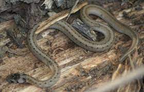 Pin By Esther Vandebunte On Michigan Outdoors Lions Tigers Wings Oh Mi Snake Reptiles Reptiles And Amphibians