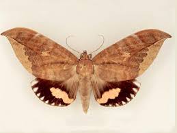Black And White Spotted Moth Ontario Pin On Butterflies Moths