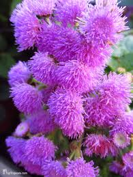 Image result for Ageratum