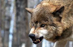 Are Giant Wolves Fact Or Fiction Pemco Insurance Wolf Dog Snarling Wolf Wolf Growling