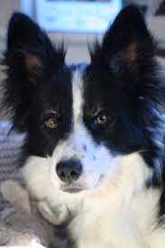 Border Collie Our Baby Farm Dogs Grand Dog Border Collie