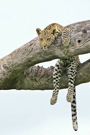 Lazy Leopard Sitting In A Tree Cute Animals Animals Beautiful Animals Wild
