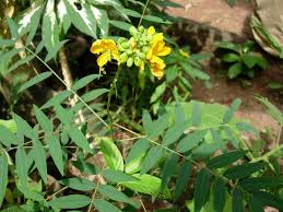 Image result for Senna sophera