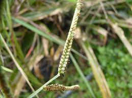 Image result for Paspalum scrobiculatum
