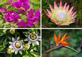 Flower colors of red, pink, blue and purple come mainly from the pigments called anthocyanins, which are in the class of chemicals called flavanoids (what gives plants their color). 30 Prettiest Tropical Flowers Bursting With Color Home Stratosphere