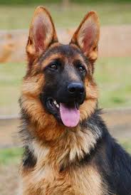 Awesome German Shepherd Info Is Readily Available On Our Web Pages Take A Look And You Wont Be Sorry You Dog Training Shepherd Puppies German Shepherd Dogs