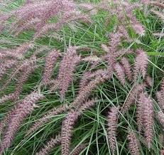 Karley rose fountain grass, fountain grass karley rose, pennisetum orientale with purple aster. Jardin Jasmin Pennisetum Orientale Karley Rose