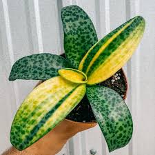 Image result for Lepidotrichilia