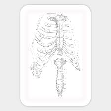 The rib cage, which forms the chest wall, is an important volume. Antique Anatomy Papers Neck Gator Rib Cage Anatomy Nurse Sticker Teepublic