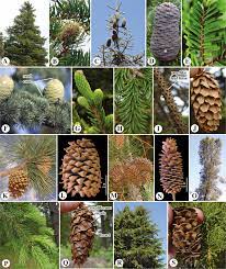 Maybe you would like to learn more about one of these? Tsuga An Overview Sciencedirect Topics