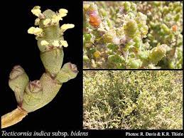 Image result for Halosarcia indica