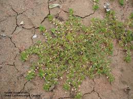 Image result for Bergia