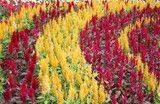 Photo Colorful Plumed Cockscomb Flower Or Celosia Argentea Blossom Penacho