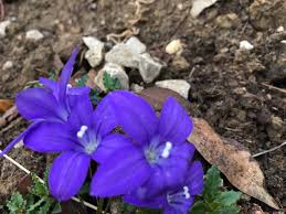 Image result for Wahlenbergia hookeri