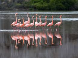 Image result for reflection