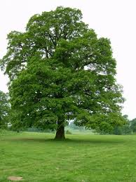 But also like many others, we struggle to get it to grow in the large numbers that we would prefer. Nombre Popular Roble Nombre Cientifico O Familia Quercus Caracteristicas Color Tree Seedlings Deciduous Trees Shade Trees