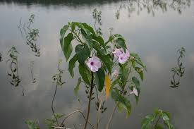 Image result for Ipomoea carnea