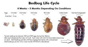 Bed bug infestations develop slowly. Bed Bug Dangers Physical Vs Psychological Worthview