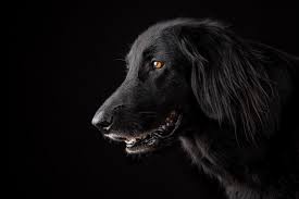 Chemotherapy usually accompanies the other two surgical treatments when it comes to bone cancer in dogs. Top 5 Cancers In Dogs Fetch