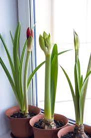 Amaryllis Growing Planting And Advice On How To Care For It