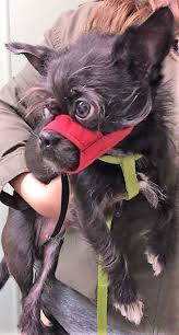 How big does a shih tzu chihuahua mix get? Lost Dogs Illinois On Twitter Lost Burbank Il 87th Lorel Ave Pixie Female Chihuahua Shih Tzu Mix Black White Call 708 745 8064 Friendly Cookcounty 60459 Missing 06 14 2019 Lostdogsillinois To See Pixie S Location On The