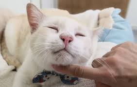 Save 25% with curbside pick up on cat collars, leashes, and harnesses! Miionz Miionz Twitter