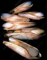 Image result for Daknopholis