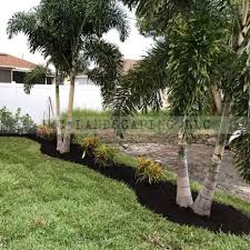 Image result for Tridactyle filifolia