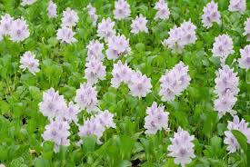 Image result for Pontederiaceae