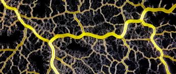 Slime molds such as p hysarum polycephalum can solve mazes and are said to be really smart. 17 Slime Mold Ideas Slime Mould Slime Fungi