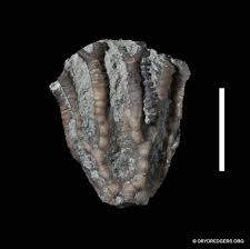 Image result for Cincinnobotrys