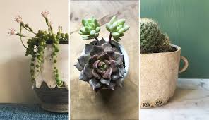 Cacti live in the desert, so you may be tempted to. Indoor Cactus And Succulent Care 5 Things You Need To Know Property