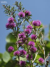 Image result for Melaleuca sp. A (Biegel 5741)