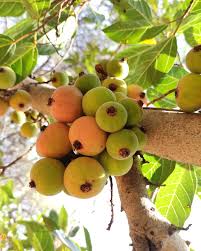 Image result for Vigna racemosa