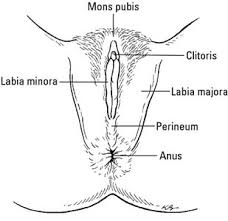 Women internal body parts 12 photos of the women internal body parts , reproductive. The Human Vagina And Other Female Anatomy Dummies