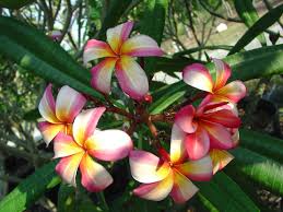 Image result for Kanahia laniflora