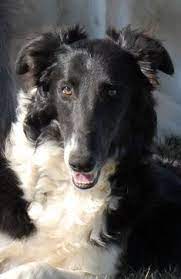 Check spelling or type a new query. 51 Best Silken Windhound Images In 2014 Der Perfekte Hund Hunde Hunderassen