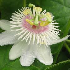 Image result for Passiflora foetida