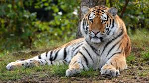 Tigre Esta Deitado Na Grama Verde No Fundo Da Floresta 4k Animals Hd Desktop Wallpaper Widescreen Alta Definicao Fullscreen