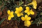 Image result for Barleria randii