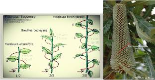 Image result for Rinorea brachypetala