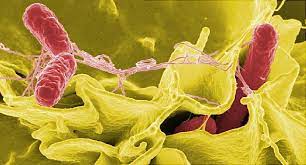 Cdc estimates salmonella bacteria cause about 1.35 million infections, 26,500 hospitalizations, and 420 deaths in the united states every year. Salmonella Faq