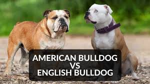We have had about 3,000 english bulldogs go through our organization. English Bulldog Vs American Bulldog Youtube
