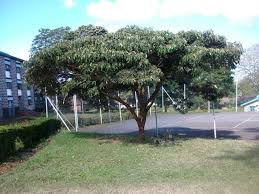 Image result for Croton megalocarpus