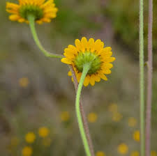 Image result for Anisopappus kirkii