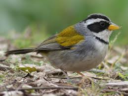 Image result for Streptocarpus aff. michelmorei