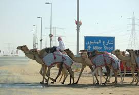Al dhafra festival in abu dhabi has grown from just a camel beauty competition to a celebration of emirati culture and heritage (supplied photo). Pin On Al Dhafra Camel Festival
