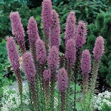 Pin On This Year S Garden