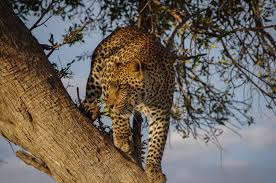 Environmental groups and scientists with two universities want u.s. 500 Jaguars Left Homeless Due To The Amazon Rainforest Fires One Green Planet